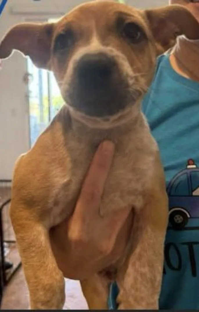 Mr. Bandit!! Cattle Staffie thumbnail 5