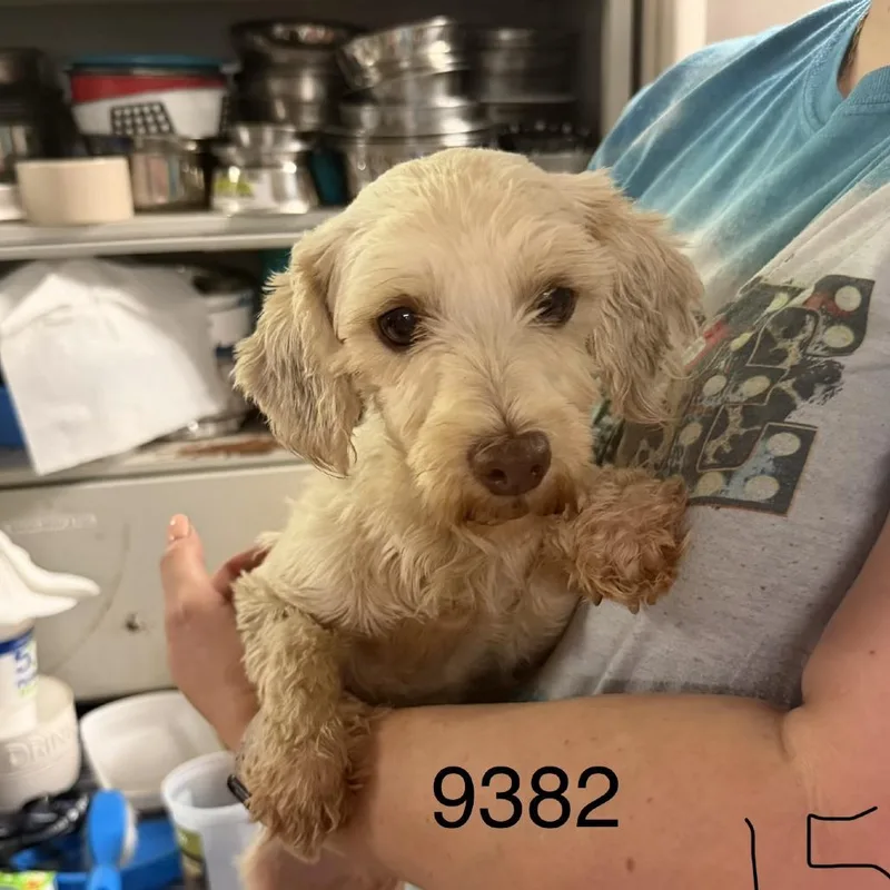 A young small-sized female White / Cream Maltese dog named Haven for adoption in Hinesville, GA