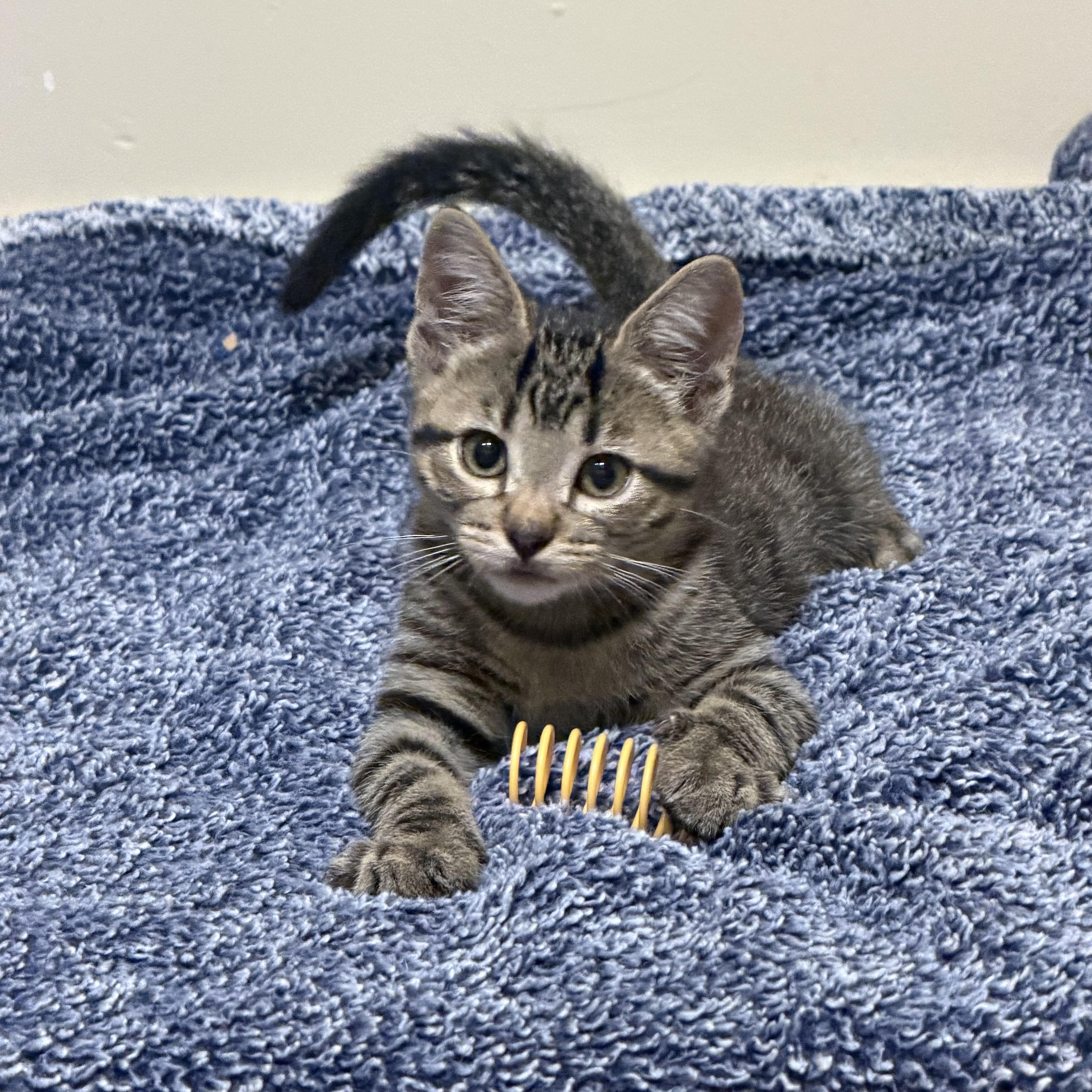 A baby small-sized male Tabby (Buff / Tan / Fawn) Domestic Short Hair cat named Bob for adoption in Bentonville, AR