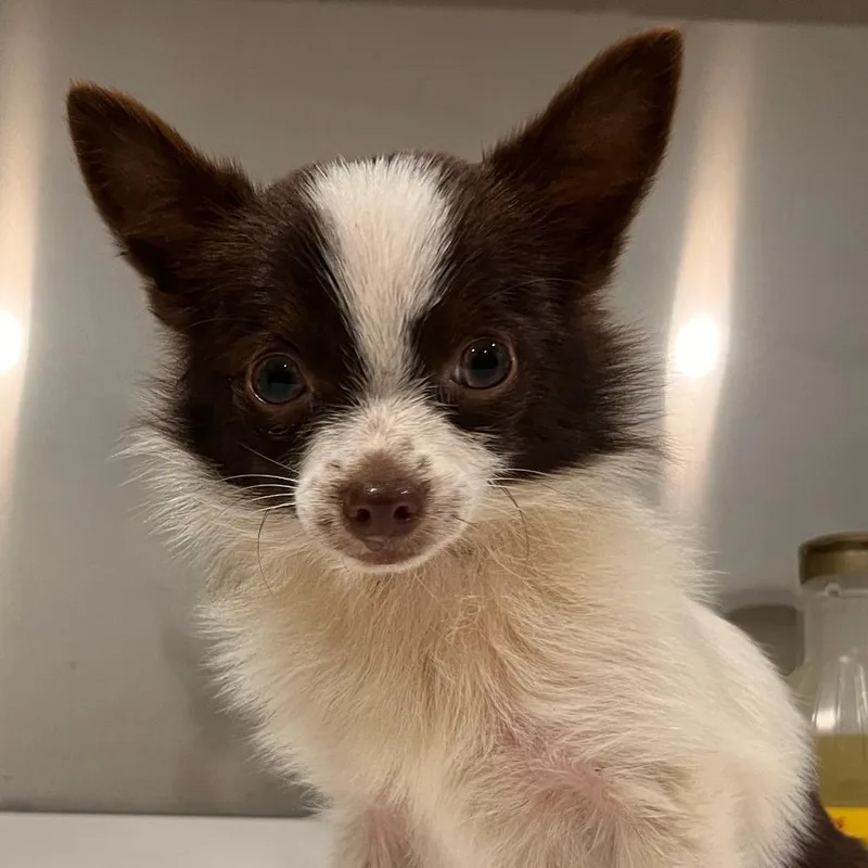 A young small-sized male Brown / Chocolate Chihuahua dog named Godzilla for adoption in Washburn, MO