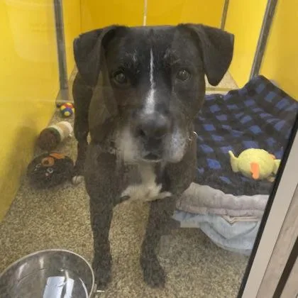 An adult large-sized male Mixed Breed dog named Oklahoma for adoption in Merriam, KS