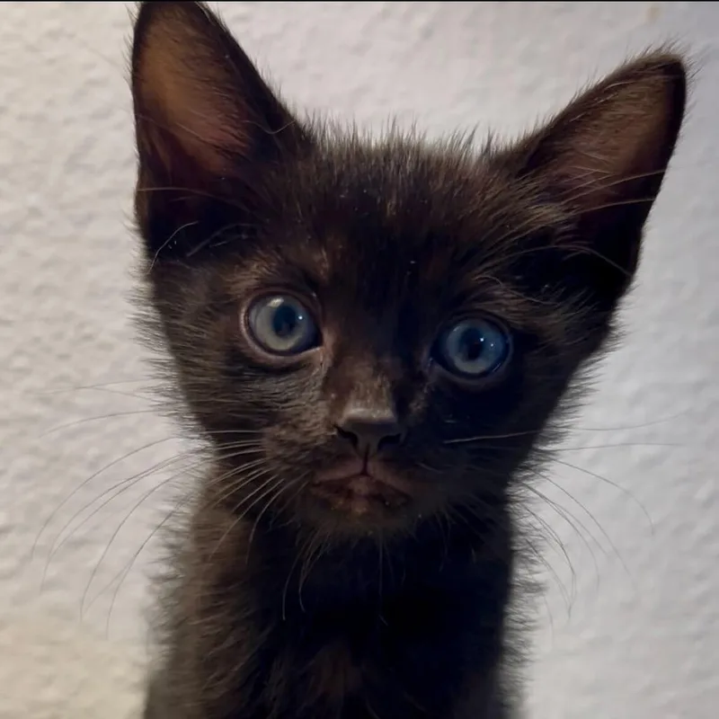 A baby small-sized male Black Domestic Short Hair cat named Beast for adoption in Escondido, CA
