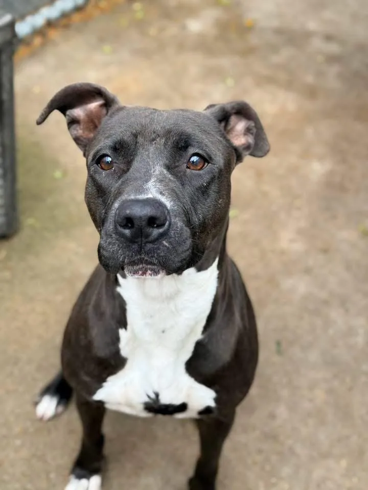 An adult medium-sized female Black Pit Bull Terrier dog named Shanghai for adoption in Chicago, IL