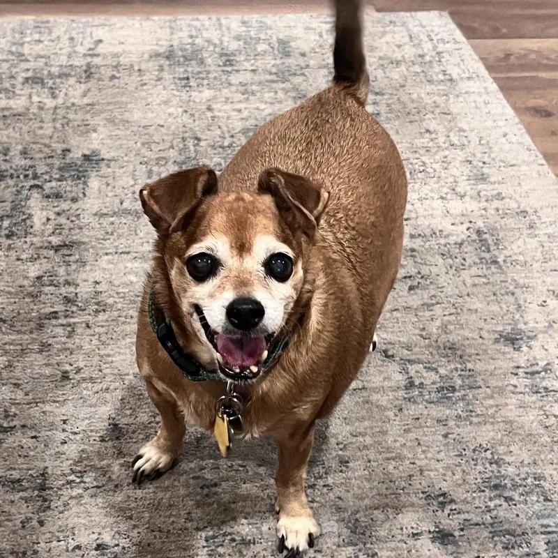 A senior small-sized female Red / Chestnut / Orange Chihuahua dog named Lola for adoption in Ramona, CA