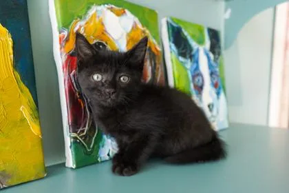 A baby small-sized male Domestic Short Hair cat named Dr. Pepper for adoption in San Antonio, TX