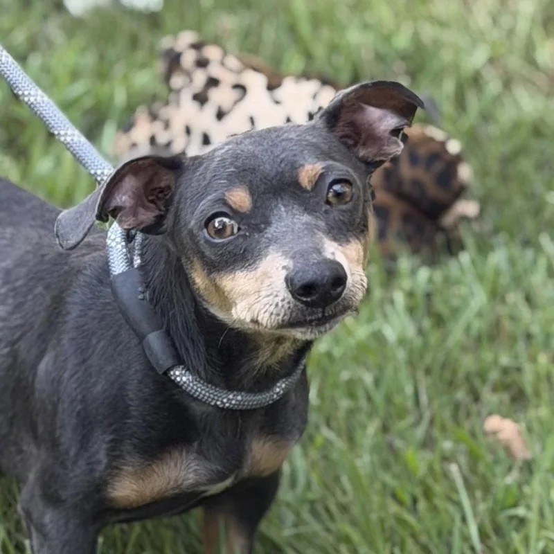 An adult small-sized male Chihuahua dog named Mr. Grey for adoption in Locust Fork, AL