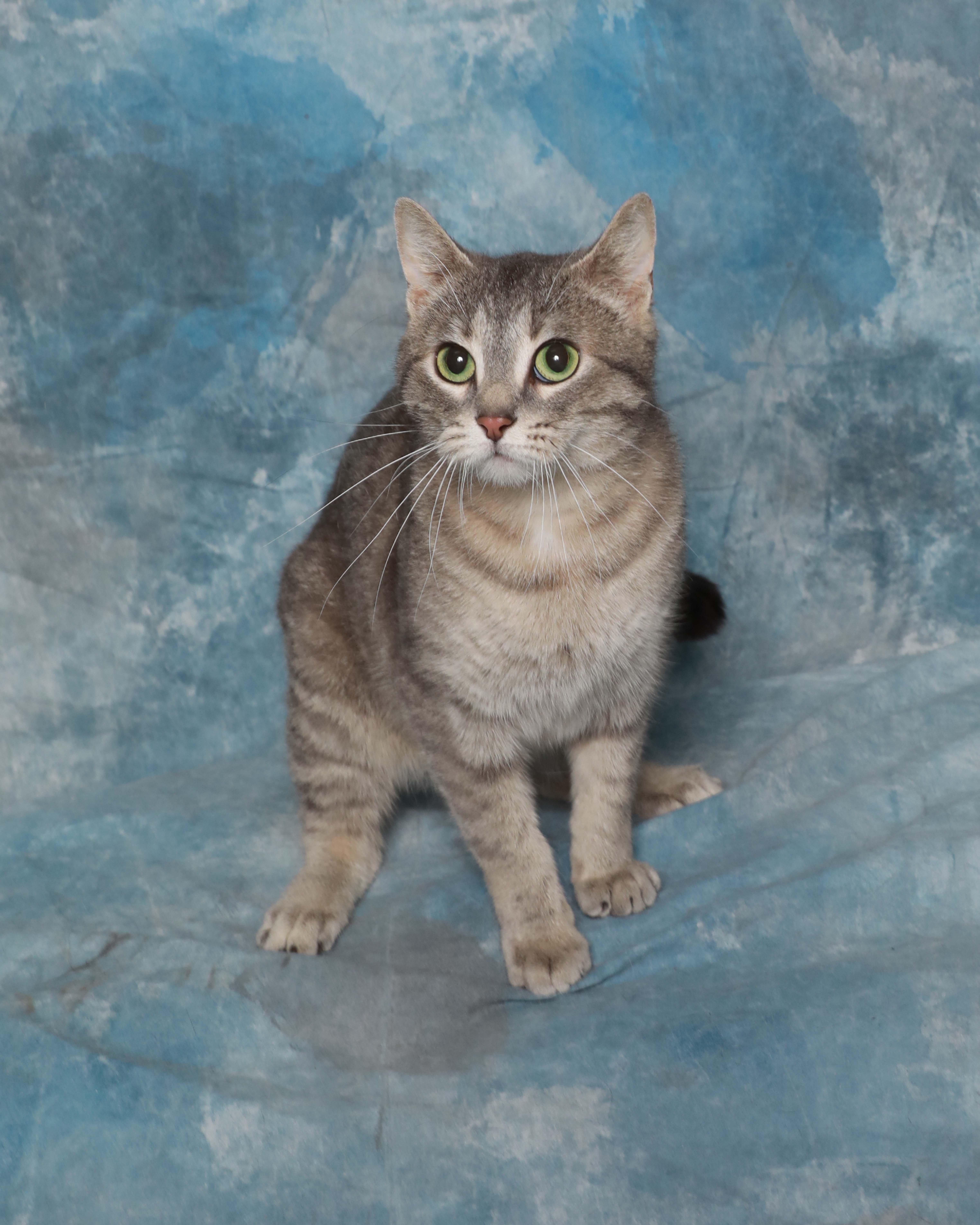 A young medium-sized female Gray / Blue / Silver Domestic Short Hair cat named Ranch for adoption in Rock Falls, IL