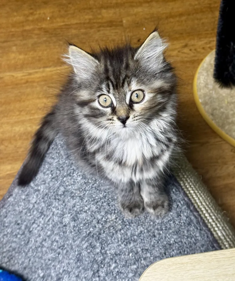 A baby small-sized female Domestic Long Hair cat named Moana for adoption in Bethel Park, PA