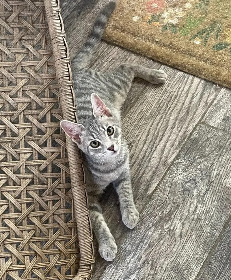 A young medium-sized male Tabby cat named Juno for adoption in Garner, NC