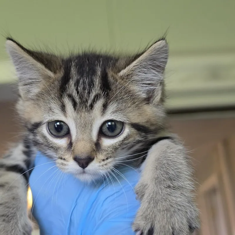 A baby small-sized female Gray / Blue / Silver Domestic Short Hair cat named Chip for adoption in Troy, IL