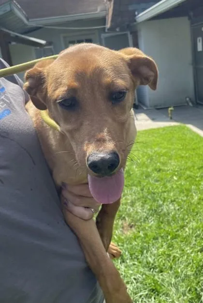 A baby small-sized male Mixed Breed dog named Stevierayvaughan for adoption in Covington, LA