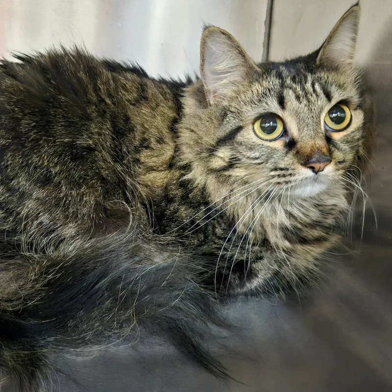 An adult large-sized female Brown / Chocolate Domestic Medium Hair cat named Riley for adoption in Ballston Spa, NY