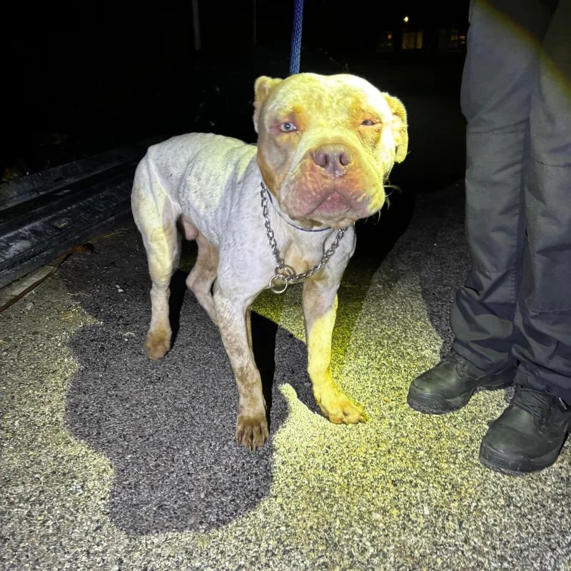 A senior medium-sized male White / Cream Mixed Breed dog named Doodlebob for adoption in Philadelphia, PA