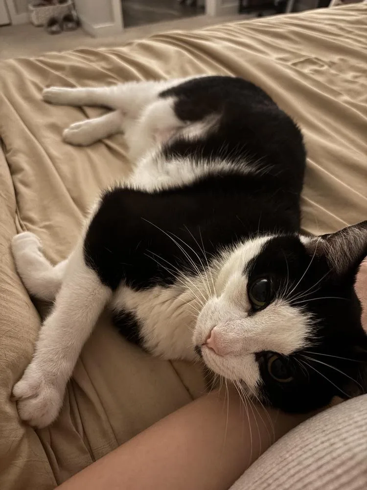 An adult medium-sized male Black & White / Tuxedo Domestic Short Hair cat named Bobo for adoption in Orlando, FL