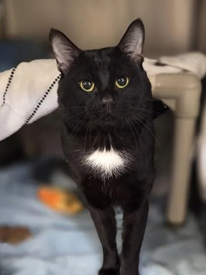 An adult small-sized male Domestic Short Hair cat named Peter for adoption in Westland, MI