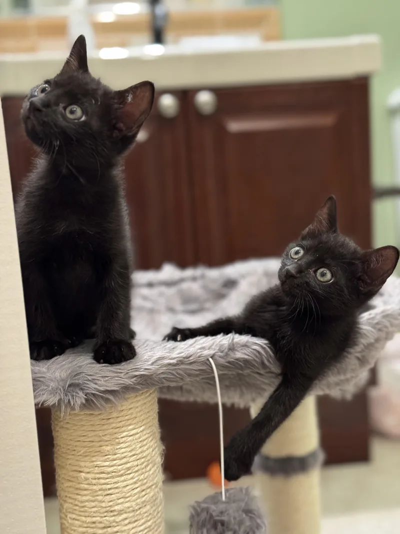 A baby small-sized female Domestic Short Hair cat named Lark for adoption in Carlsbad, CA