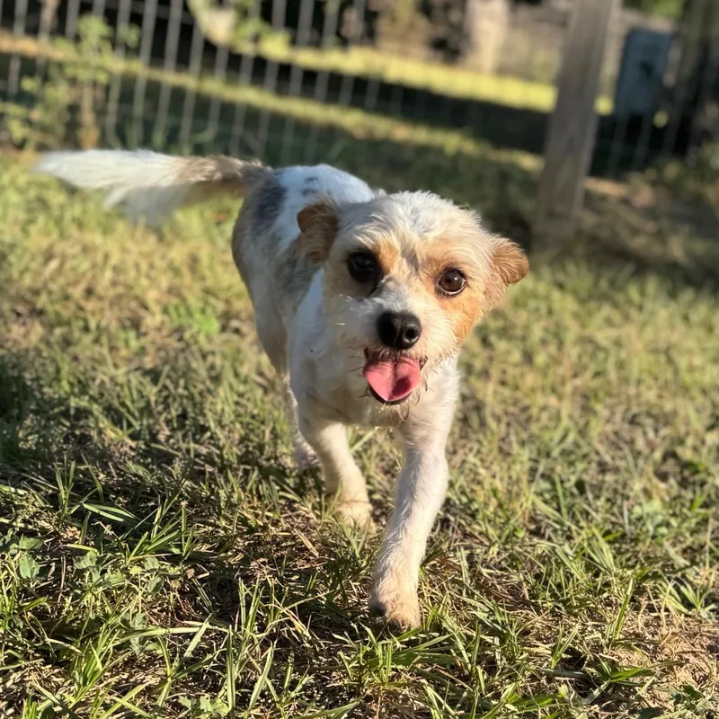 An adult small-sized female Black Yorkshire Terrier dog named Lady Luck for adoption in Houston, TX