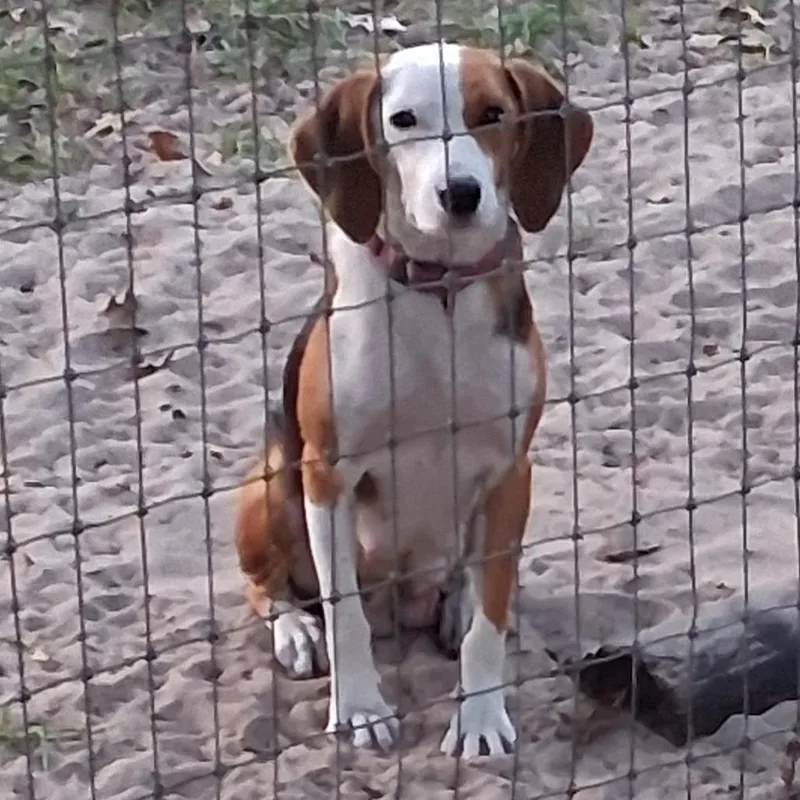 An adult small-sized female Brown / Chocolate Beagle dog named Leia for adoption in Morriston, FL