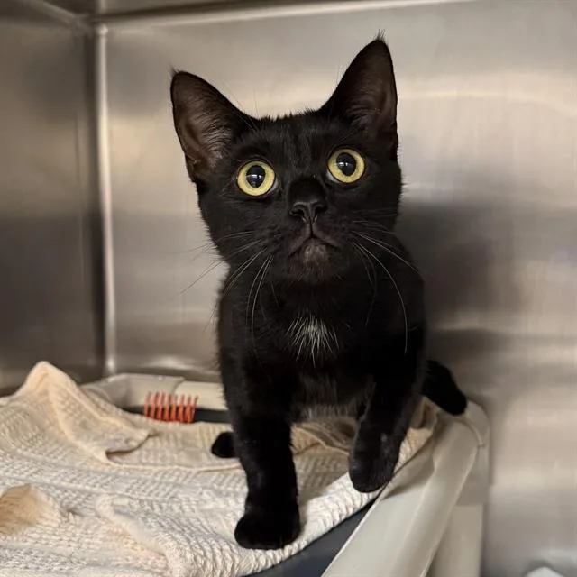 An adult small-sized female Domestic Short Hair cat named Midnight for adoption in Las Vegas, NV