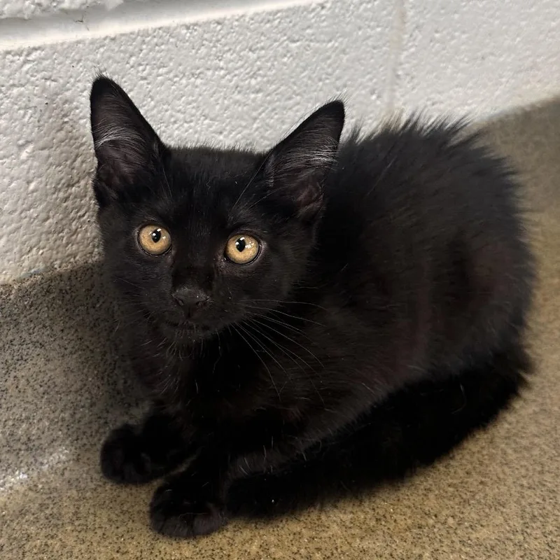 A baby small-sized male Black Domestic Short Hair cat named Ground Round for adoption in Rocky Mount, VA