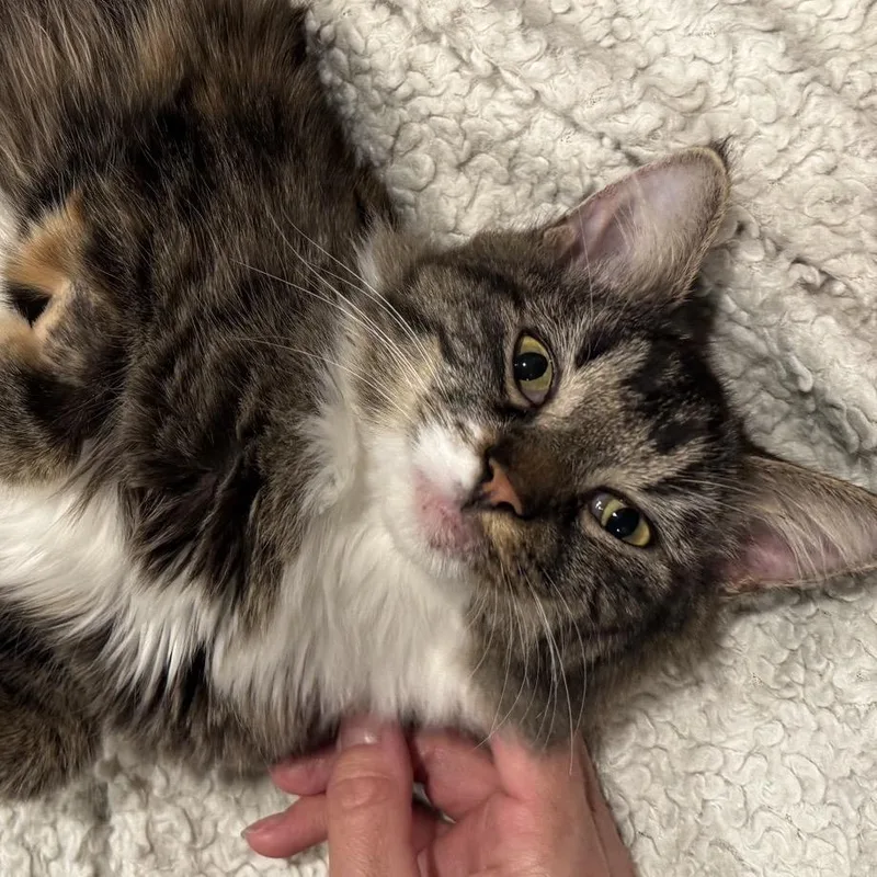A young medium-sized female Brown / Chocolate Domestic Medium Hair cat named Amelia for adoption in North Canton, OH