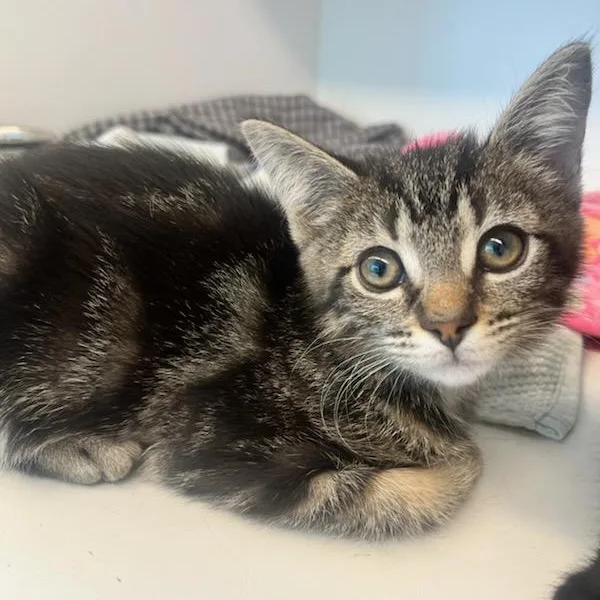 A baby small-sized female Tabby (Brown / Chocolate) Domestic Short Hair cat named Ladybug for adoption in Manassas, VA