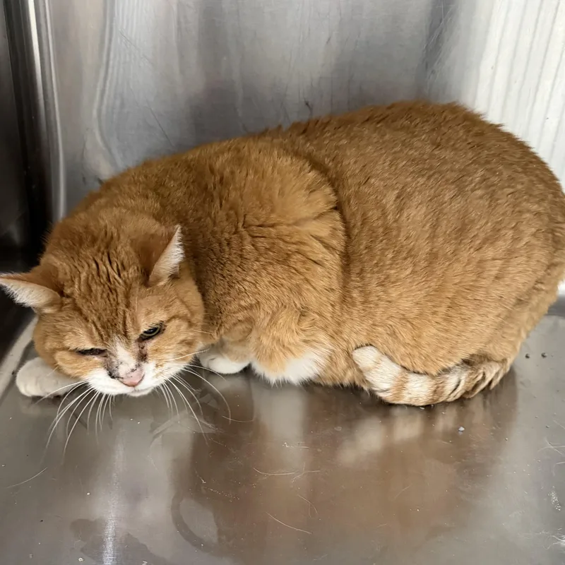 Bella Cat