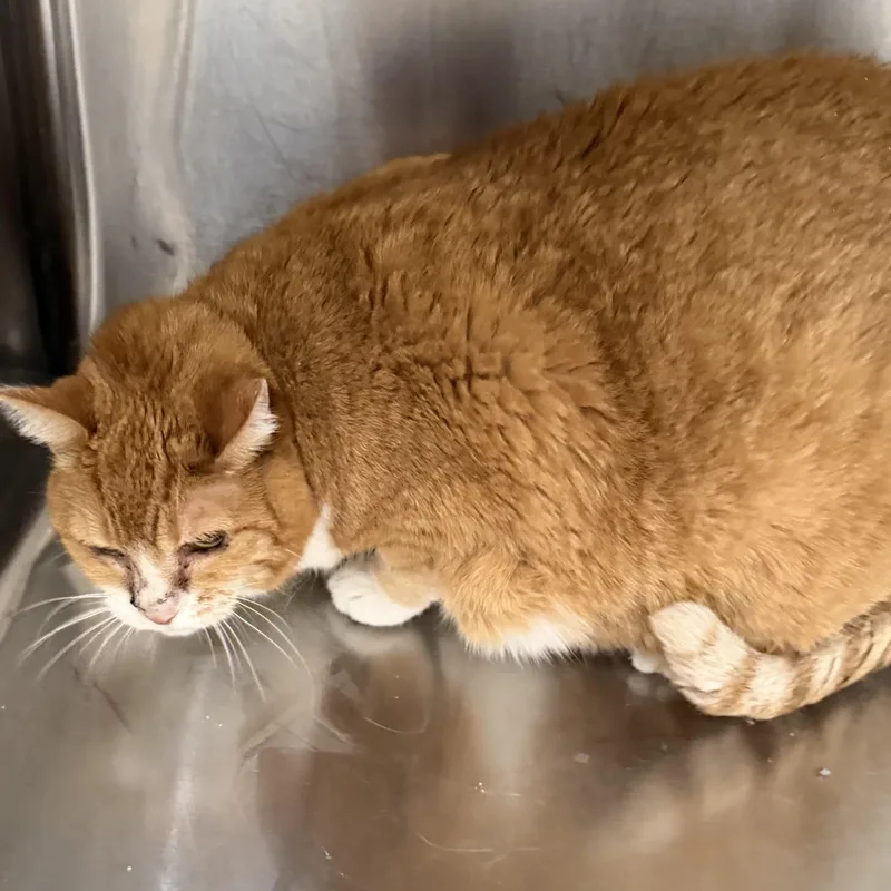 Bella Cat thumbnail 2