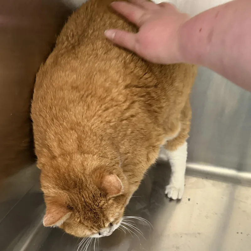 Bella Cat thumbnail 3