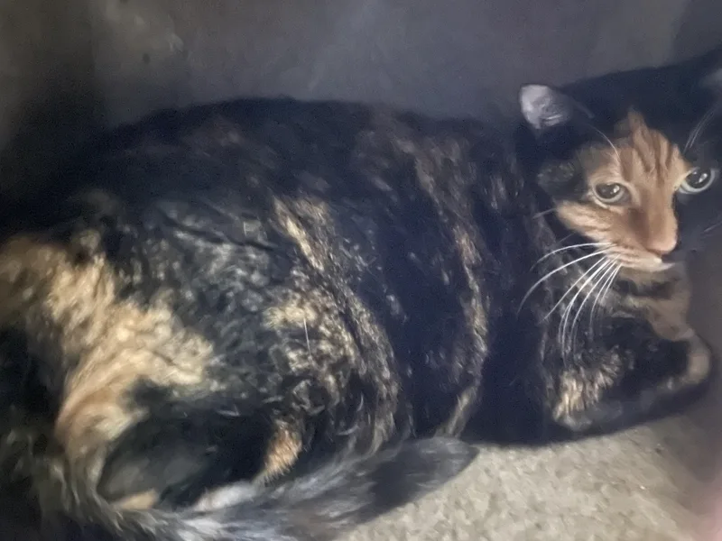 An adult medium-sized female Calico cat named Tink for adoption in Billings, MT