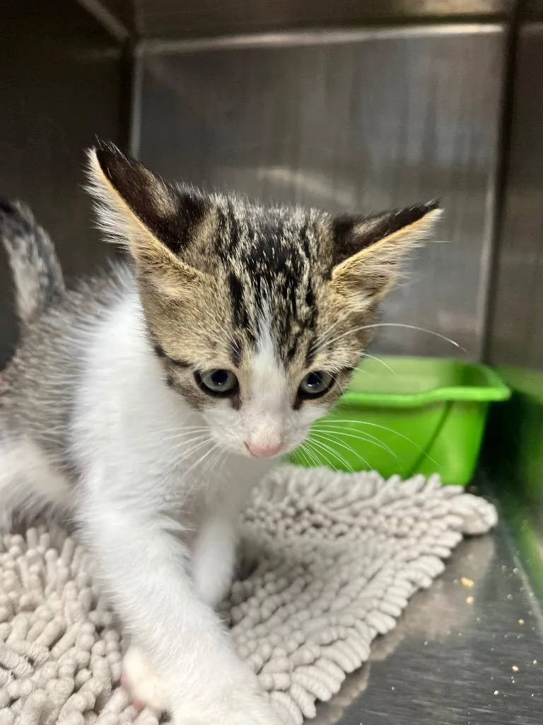 A baby small-sized male Domestic Short Hair cat named Habbi for adoption in Hopkinsville, KY