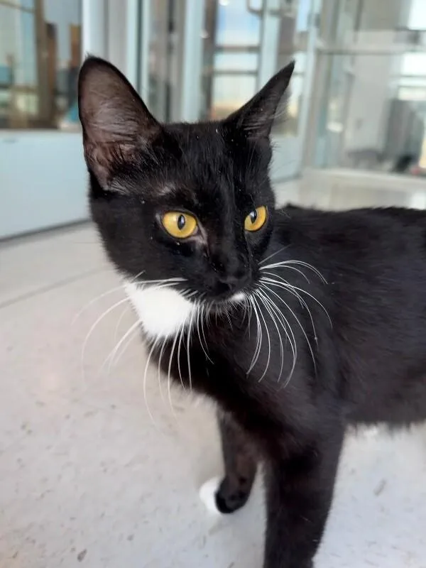 An adult medium-sized female Black Domestic Short Hair cat named Reagan for adoption in Hobbs, NM