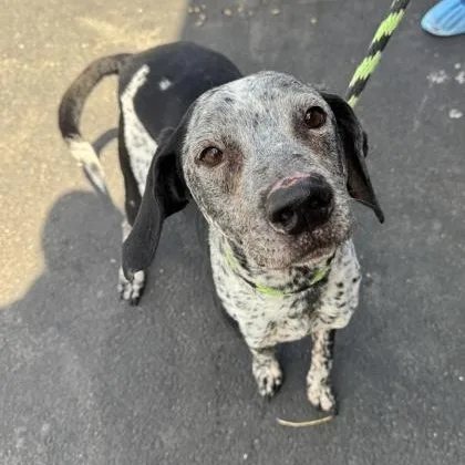 A senior medium-sized male Hound dog named Avery for adoption in Philadelphia, PA