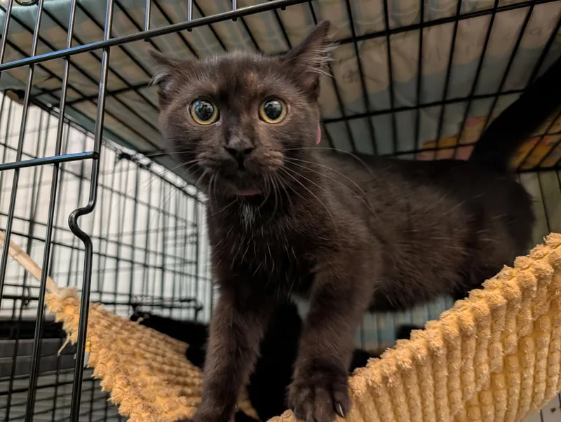 A young small-sized female Domestic Short Hair cat named Bonbon and Smooch for adoption in Rocky Ridge, MD