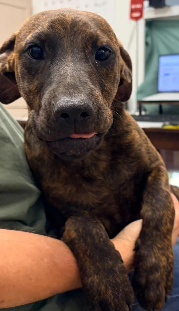 A baby medium-sized male Mixed Breed dog named Scotty for adoption in Batesville, AR