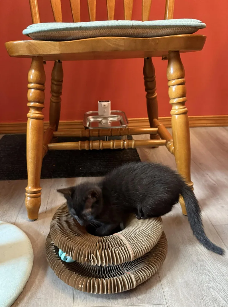 A baby medium-sized male Black Domestic Short Hair cat named ASTRO  Bonded with for adoption in Fremont, CA