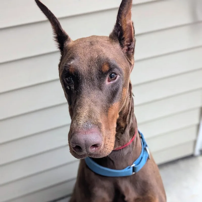 A senior large-sized male Red / Chestnut / Orange Doberman Pinscher dog named Raj  I'm a for adoption in Sandown, NH
