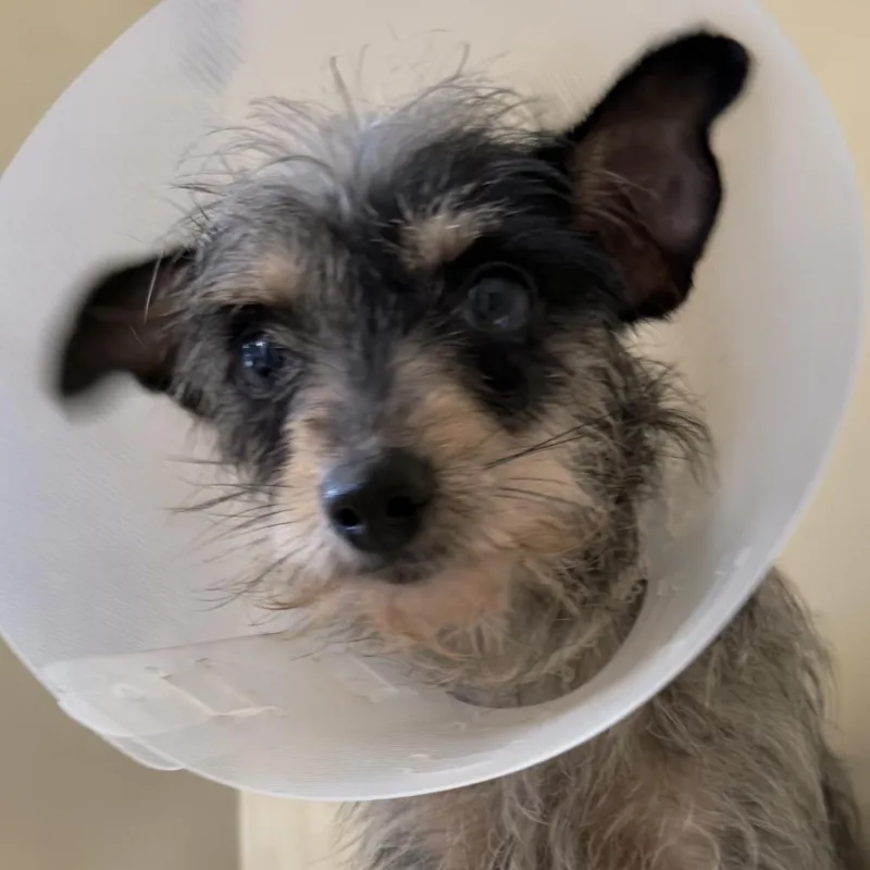 An adult small-sized female Black Mixed Breed dog named Tai for adoption in Leander, TX