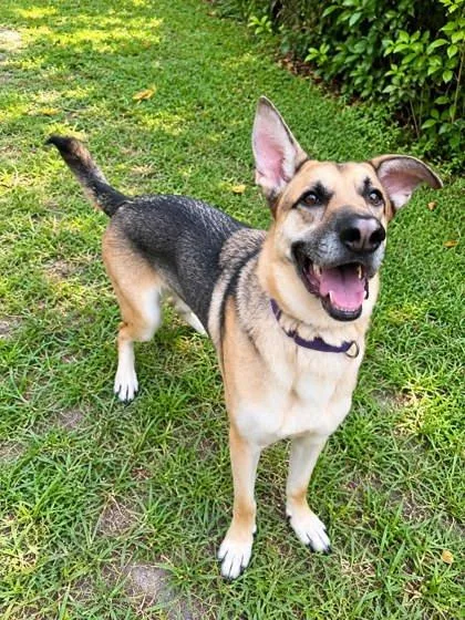An adult large-sized male German Shepherd Dog dog named Stitch for adoption in Palm Coast, FL