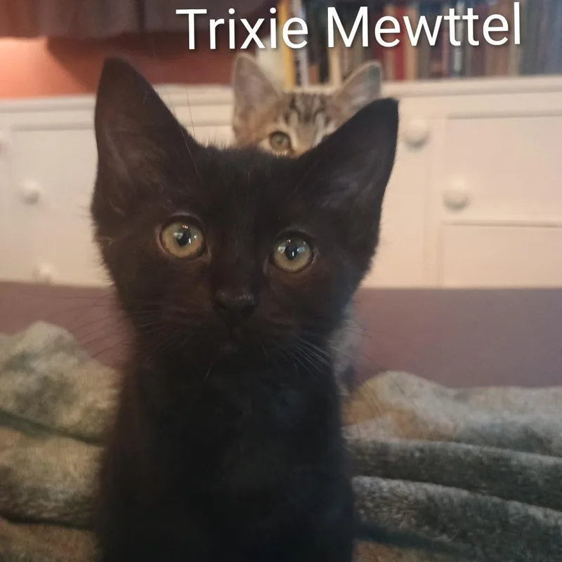 Trixie Meowttel