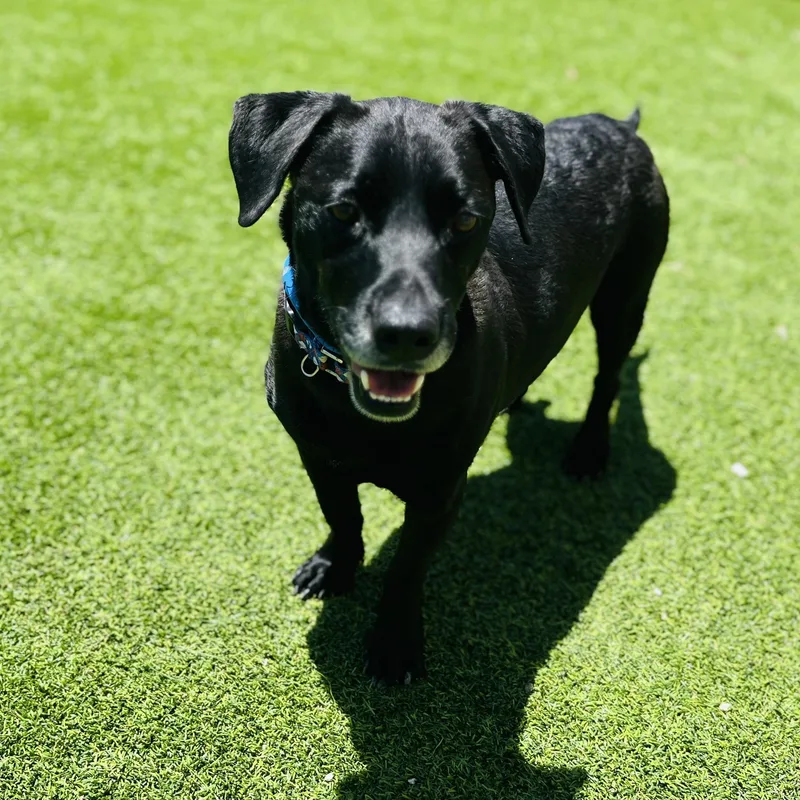 An adult medium-sized male Black Labrador Retriever dog named Colby Jack for adoption in Humble, TX