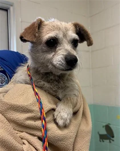 An adult small-sized female Chihuahua dog named Enriqui for adoption in Sacramento, CA