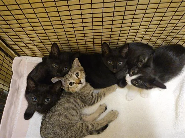 A baby small-sized female Domestic Short Hair cat named Red for adoption in Tustin, CA