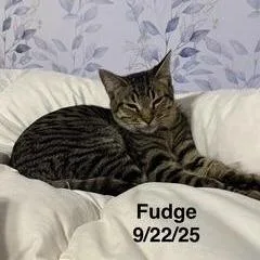 An adult medium-sized male Tabby (Brown / Chocolate) Domestic Short Hair cat named Fudge for adoption in Conroe, TX