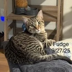Fudge thumbnail 2