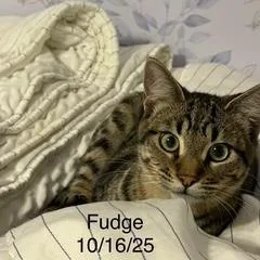 Fudge thumbnail 3