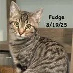 Fudge thumbnail 5