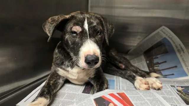 A baby small-sized female Pit Bull Terrier dog named A for adoption in Riverside, CA
