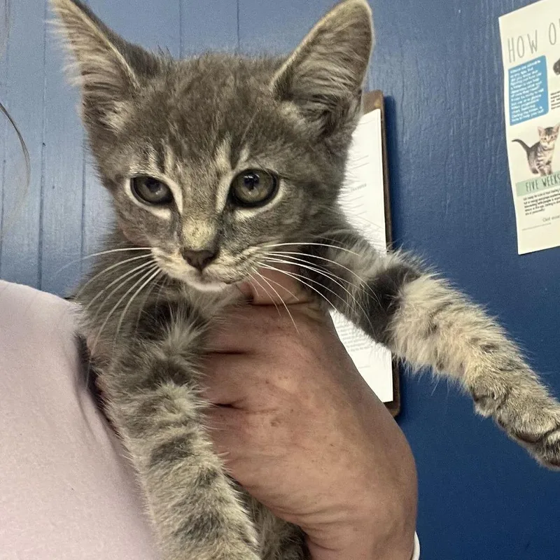 A baby small-sized male Gray / Blue / Silver Domestic Short Hair cat named Bagel for adoption in Oak Hill, WV
