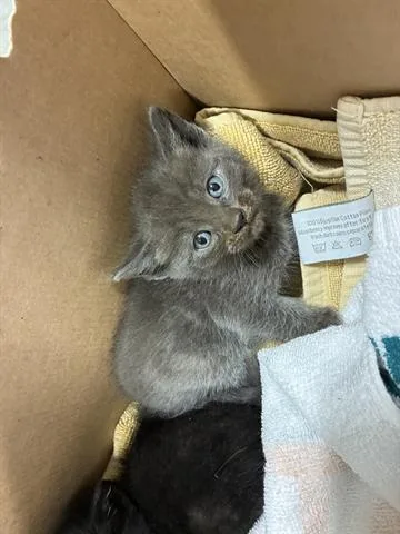 A baby small-sized male Domestic Short Hair cat named Weston for adoption in San Martin, CA